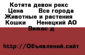 Котята девон рекс › Цена ­ 1 - Все города Животные и растения » Кошки   . Ненецкий АО,Вижас д.